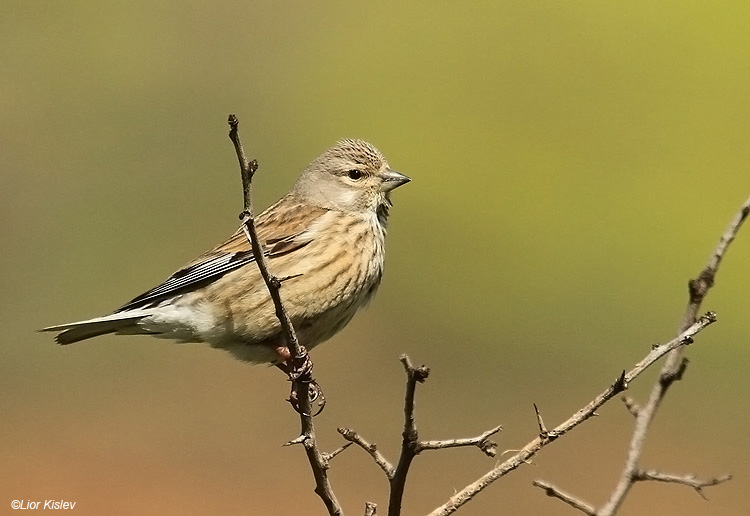    Common Linnet Carduelis cannabina ,Valley of Tears(Bacha valley)April 2011 Lior Kislev